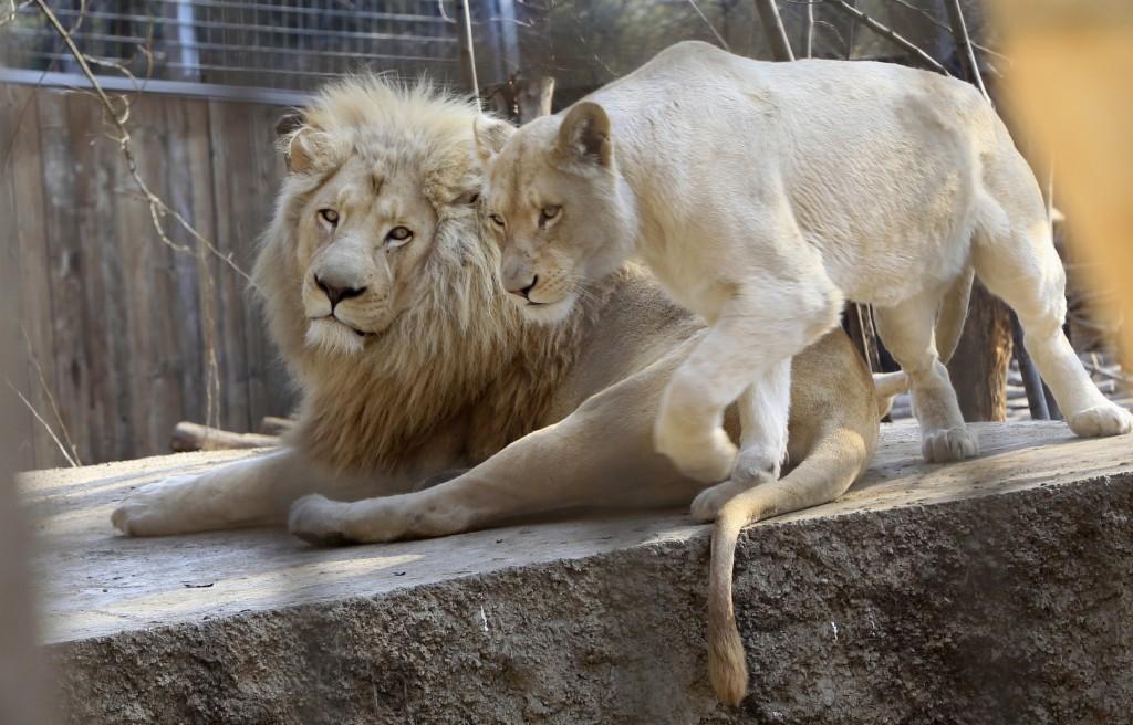 動物世界最新一期揭秘獅子與科技交融的奇跡時刻