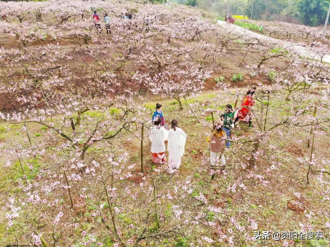 資陽最新老君鎮(zhèn)規(guī)劃圖,資陽最新老君鎮(zhèn)規(guī)劃圖揭秘，未來城鎮(zhèn)的宏偉藍(lán)圖